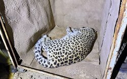 پلنگ شهمیرزاد در تور حفاظت؛ «زنده‌گیری»برای نجات حیات‌وحش و امنیت مردم