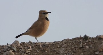 «زاغ‌بور» پرنده بومی ایران در قاب توران شاهرود