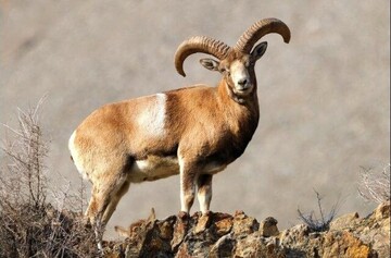 سرشماری پستانداران منطقه حفاظت‌شده شاهزاده ابراهیم- تنگ باهوش انجام شد