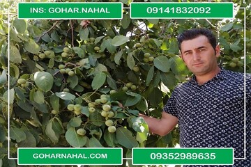 خرید نهال گردو چگونه می تواند به یک سرمایه گذاری سودآور تبدیل شود؟