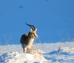 بارش‌ها زیستگاه‌های اصفهان را زنده کرد؛ کاهش غبارخیزی تالاب گاوخونی