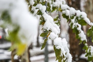 تصاویری از تداوم بارش برف در مناطق مختلف آذربایجان غربی