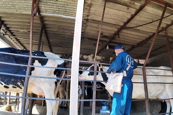 سرگزی:  ۴۷ هزار رأس دام سنگین علیه لمپی‌اسکین واکسینه شدند