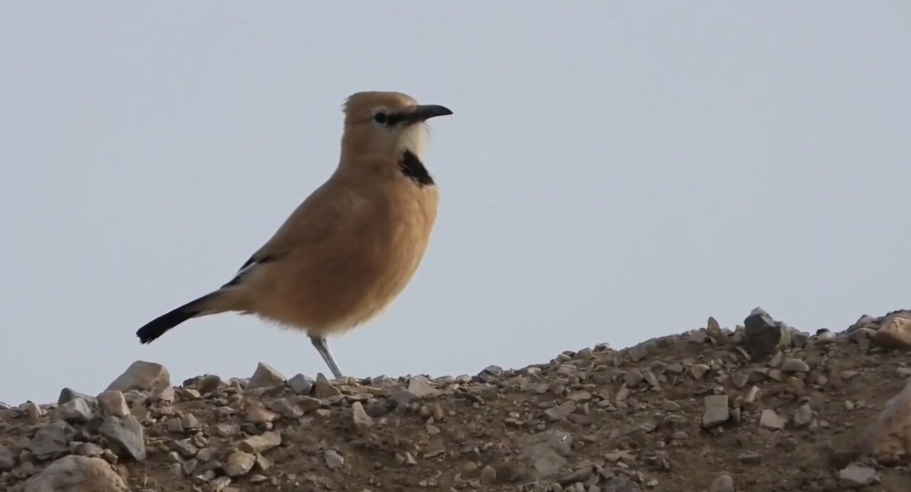 «زاغ‌بور» پرنده بومی ایران در قاب توران شاهرود