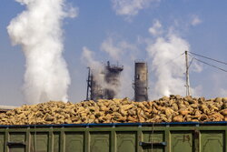 خوداتکایی در تولید شکر