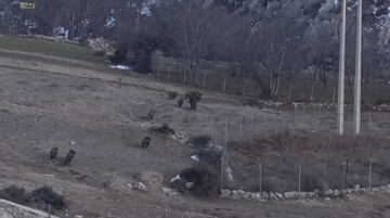 گله گرازهای وحشی در پناهگاه حفاظت‌شده پرور