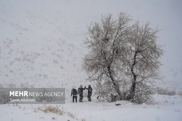 برف بازی در کولاک سپیدان