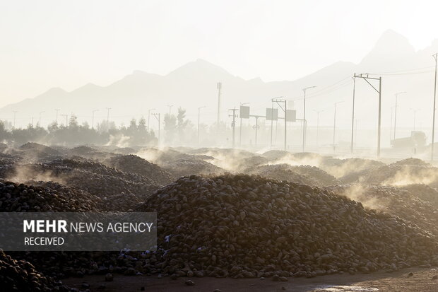 خوداتکایی در تولید شکر