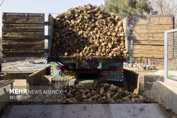 خوداتکایی در تولید شکر