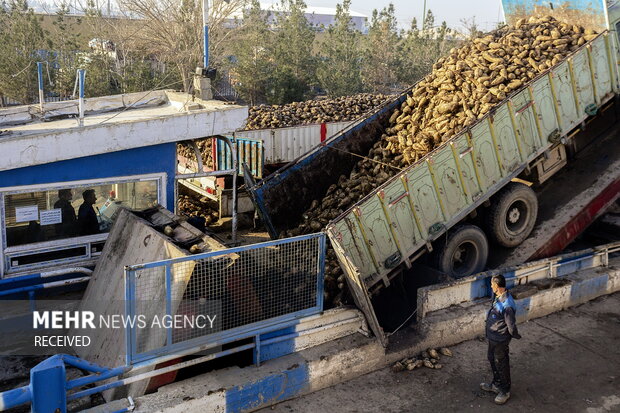 خوداتکایی در تولید شکر