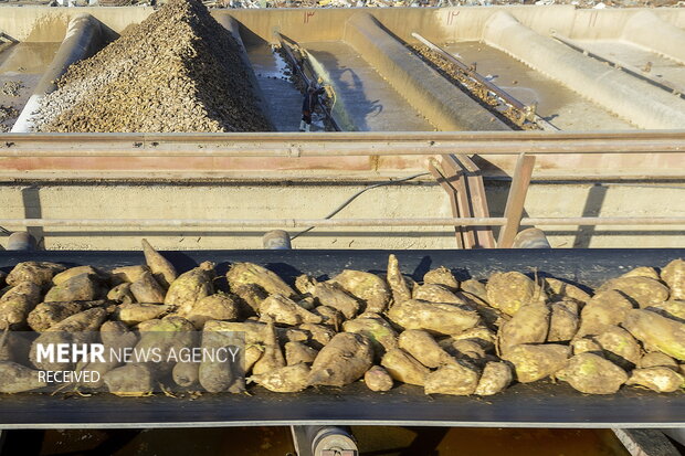 خوداتکایی در تولید شکر