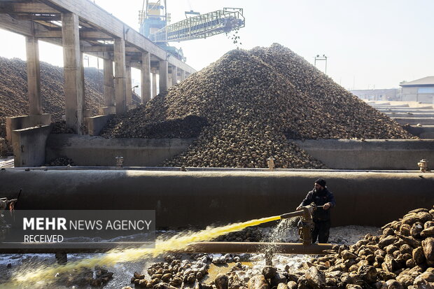 خوداتکایی در تولید شکر