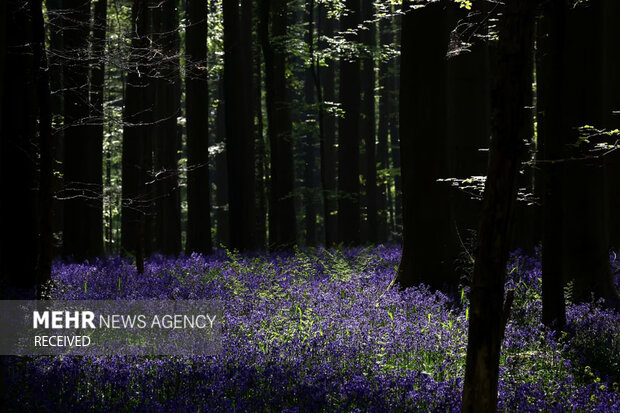 منتخب برترین عکس های مناظر طبیعی در سال ۲۰۲۵