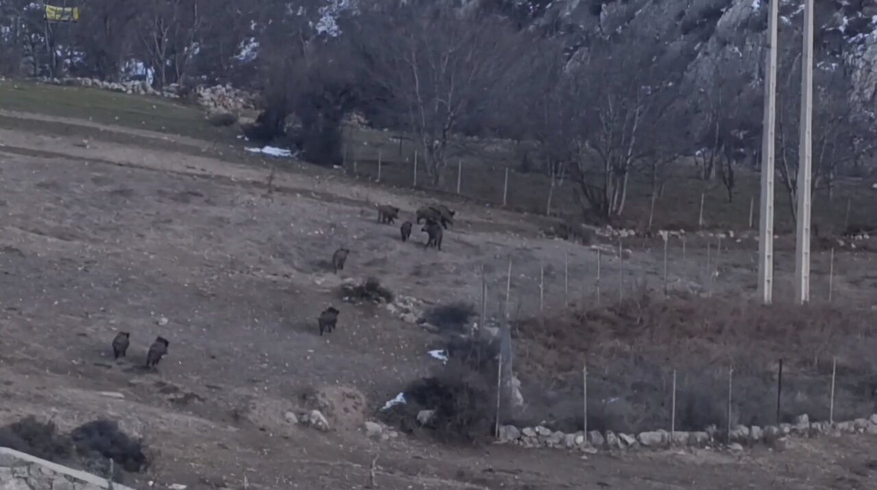 گله گرازهای وحشی در پناهگاه حفاظت‌شده پرور