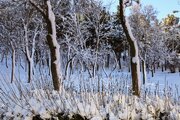 بارش برف در مناطق مختلف کاشان و آران و بیدگل