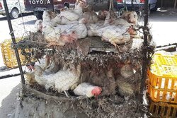 تشدید برخورد با کشتار غیرمجاز مرغ در سیستان و بلوچستان