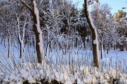 بارش برف در مناطق مختلف کاشان و آران و بیدگل