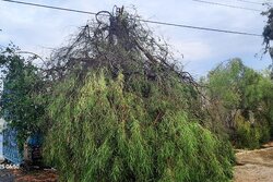 رکورد سرعت وزش باد در سواحل مکران شکسته شد