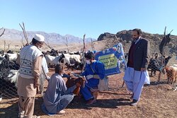 خدمت رایگان دامپزشکی به عشایر روستاهای ایرندگان خاش