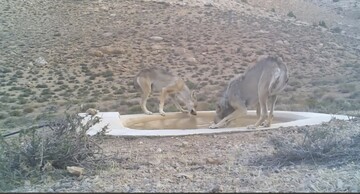 ۴ قلاده گرگ خاکستری میهمانان پارک ملی صیدوا