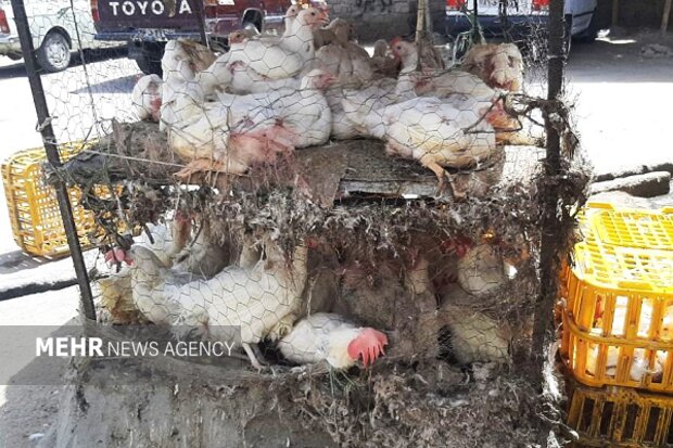 تشدید برخورد با کشتار غیرمجاز مرغ در سیستان و بلوچستان تشدید برخورد با کشتار غیرمجاز مرغ در سیستان و بلوچستان