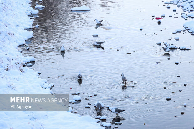 چهره زمستانی ارومیه پس از بارش برف