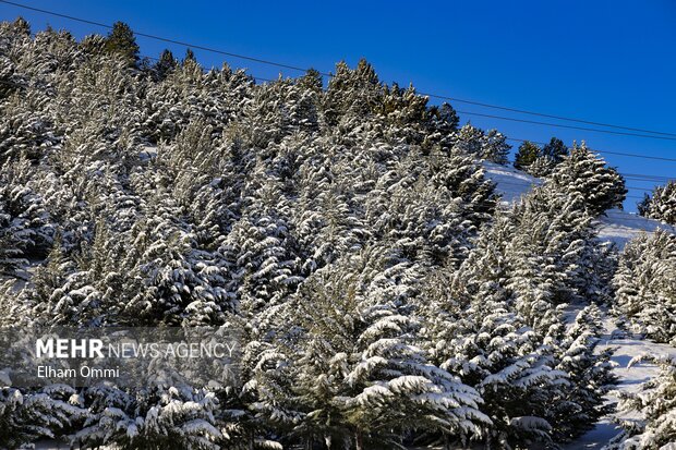 بارش اولین برف زمستانی در سنندج