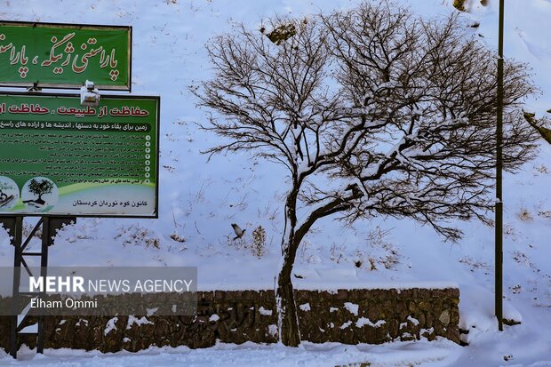 بارش اولین برف زمستانی در سنندج