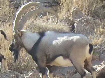 مشاهده ۴ کل وحشی در منطقه شکار ممنوع مرور میبد