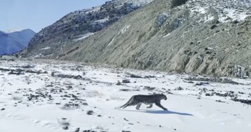 رهاسازی پلنگ شهمیرزاد پس از معاینات کامل