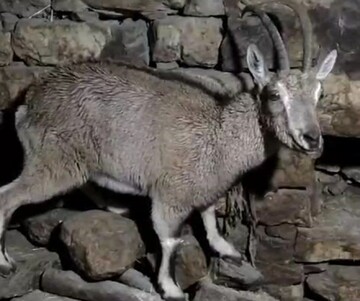 پناه آوردن بزکوهی به منزل مسکونی در روستای کمالای هورامان