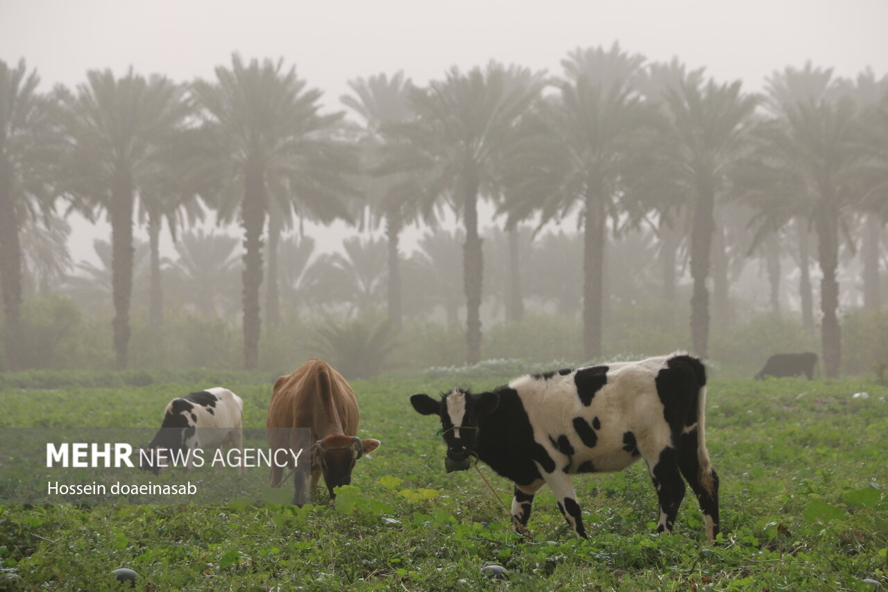 ورود طوفان و گرد و خاک به هرمزگان؛ گرد و خاک هشتبندی را در نوردید