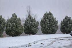 برف شرق تهران را سفید پوش کرد