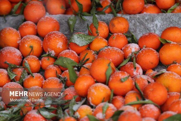 بارش برف و کولاک شدید در اردبیل