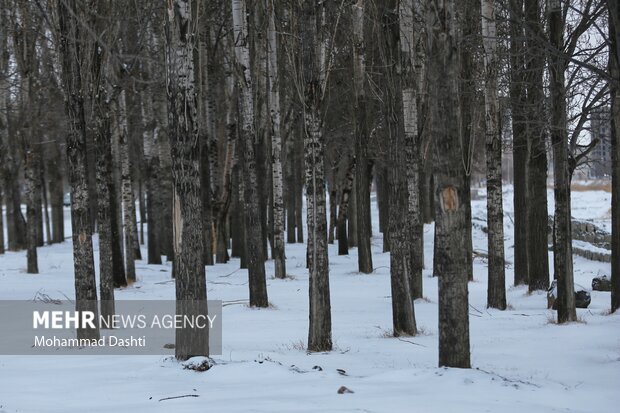 بارش برف و کولاک شدید در اردبیل
