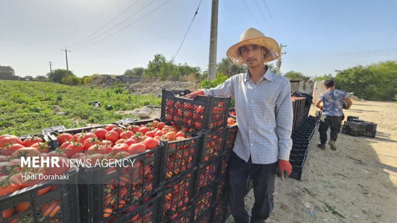 «دیر» قطب گوجه‌فرنگی خارج از فصل کشور؛ لزوم حمایت از کشاورزان