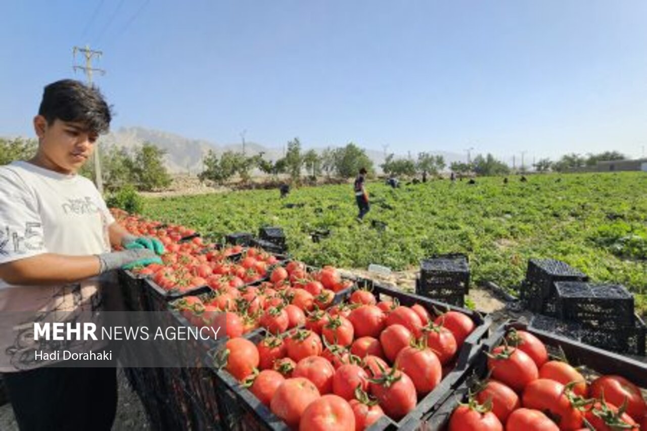 «دیر» قطب گوجه‌فرنگی خارج از فصل کشور؛ لزوم حمایت از کشاورزان