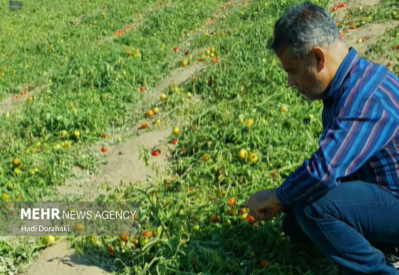 «دیر» قطب گوجه‌فرنگی خارج از فصل کشور؛ لزوم حمایت از کشاورزان