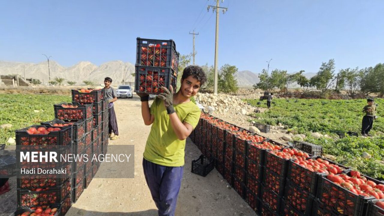 «دیر» قطب گوجه‌فرنگی خارج از فصل کشور؛ لزوم حمایت از کشاورزان