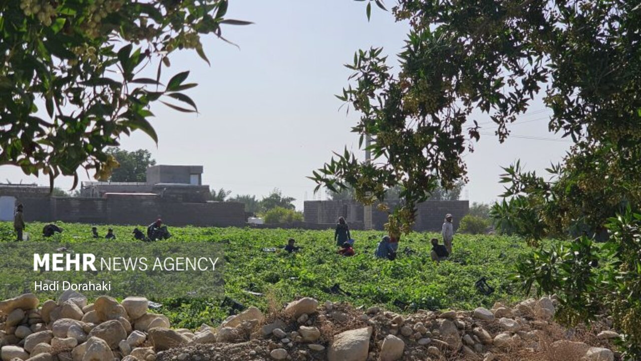 «دیر» قطب گوجه‌فرنگی خارج از فصل کشور؛ لزوم حمایت از کشاورزان