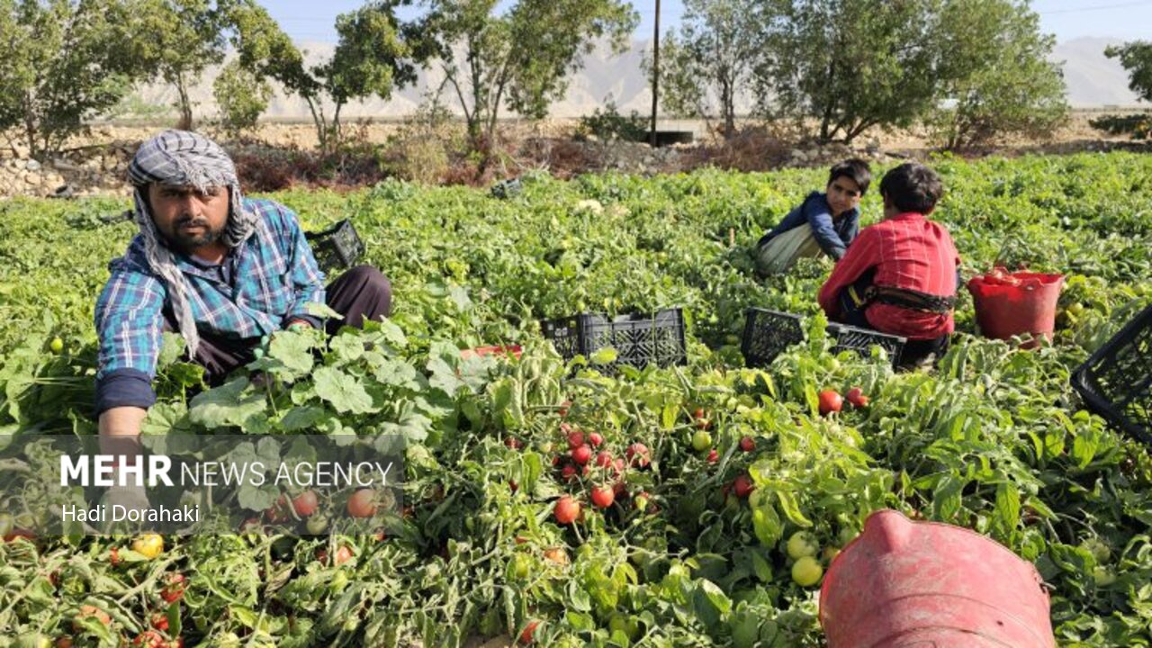 «دیر» قطب گوجه‌فرنگی خارج از فصل کشور؛ لزوم حمایت از کشاورزان