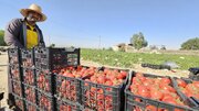 دست‌رنج کشاورزان در جیب دلالان؛ شکاف قیمت گوجه از مزرعه تا بازار