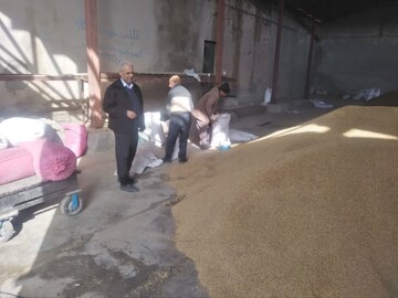 توزیع ۲۵ تن جو دولتی در فرومد میامی؛ دامداران حمایت می‌شوند