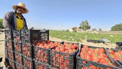 دست‌رنج کشاورزان در جیب دلالان؛ شکاف قیمت گوجه از مزرعه تا بازار
