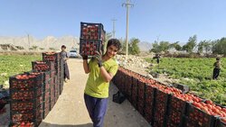 تکاپوی کشاورزان در مزارع بوشهر؛ لزوم رفع مشکلات گوجه کاران