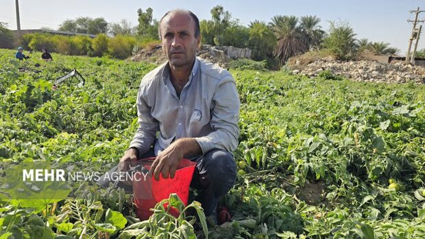 «دیر» قطب گوجه‌فرنگی خارج از فصل کشور؛ لزوم حمایت از کشاورزان
