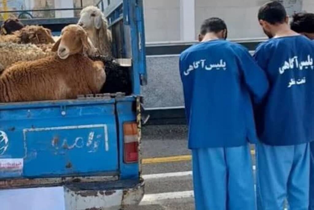 سارقان احشام در گناوه دستگیر شدند