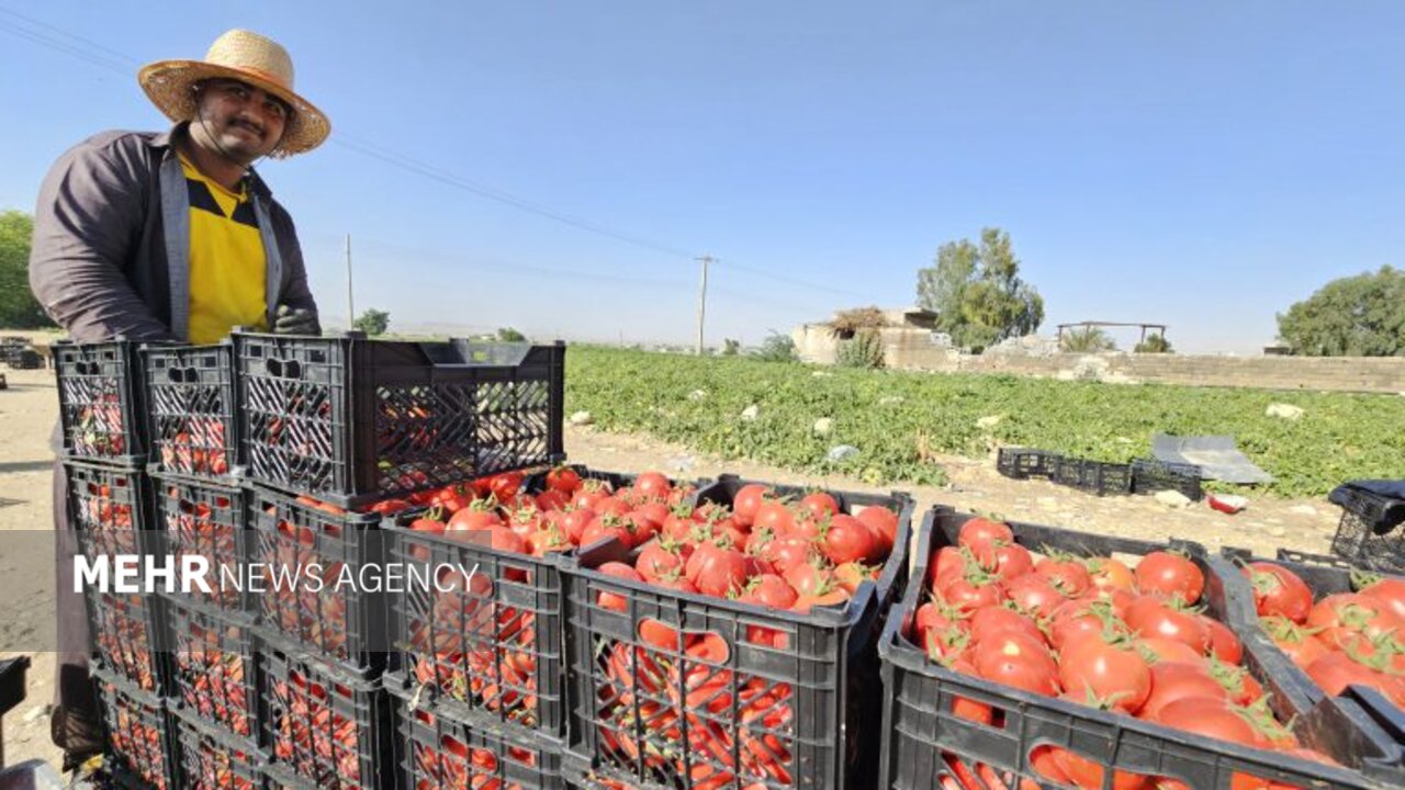 دست‌رنج کشاورزان در جیب دلالان؛ شکاف قیمت گوجه از مزرعه تا ب