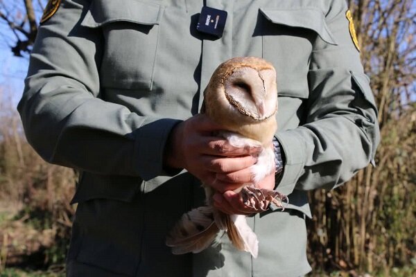 رها سازی یک بهله جغد انبار در طبیعت رشت رها سازی یک بهله جغد انبار در طبیعت رشت