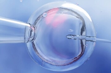 تخمک‌های انسان جوانسازی شد؛ افزایش باروری در زوج‌های سن بالا